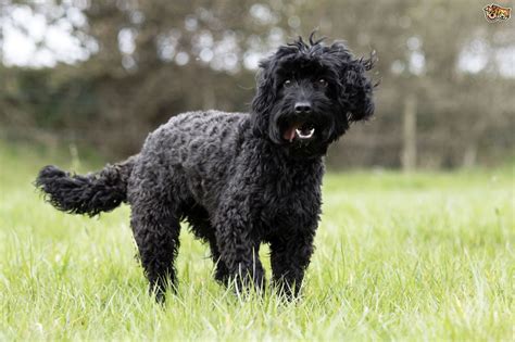 Afbeeldingsresultaten voor Cockapoo Adult Dogs