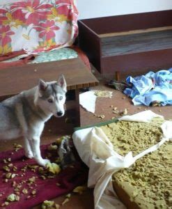 Image result for Guilty Huskies