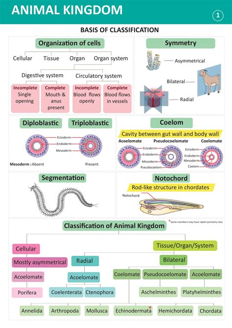 Image result for Animal Kingdom Science Classification
