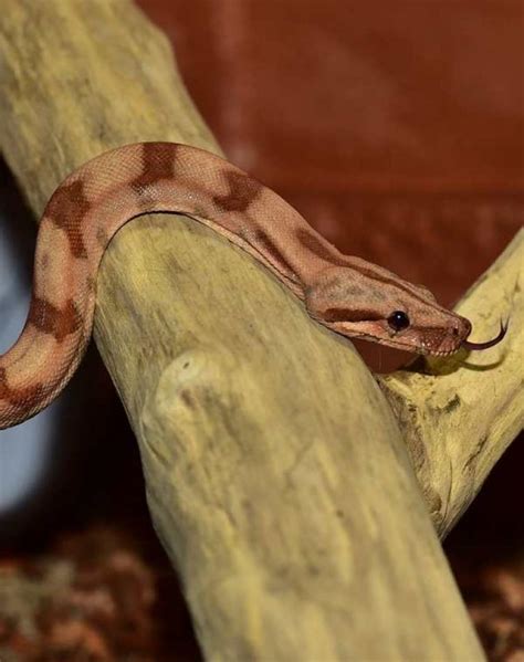 Python Boa Anaconda に対する画像結果