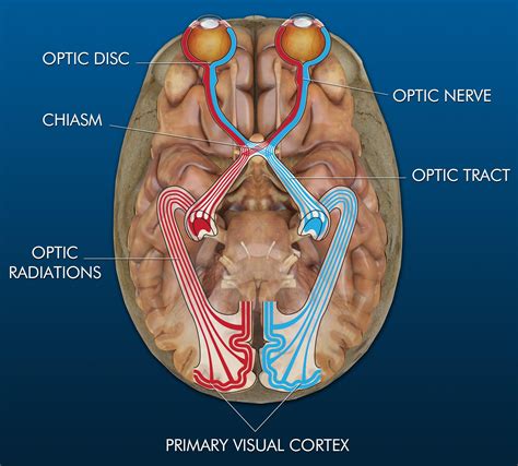 Visual Pathway Brain-साठीचा प्रतिमा निकाल