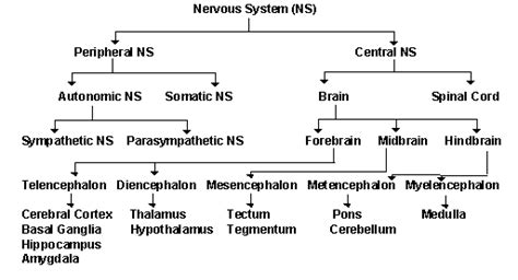 Image result for Flow Chart of Classification of PNS