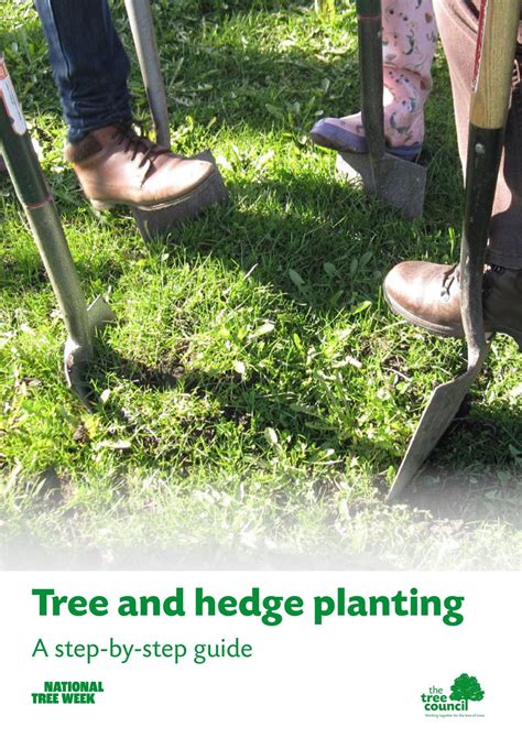 Image result for Hedge Trees Planting Guide