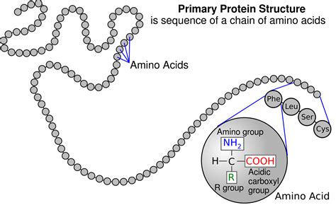 Primary Protein Structure に対する画像結果