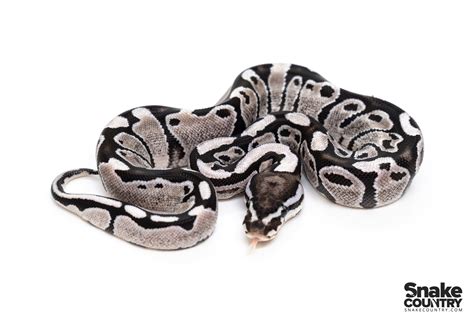Afbeeldingsresultaten voor Axanthic Pastel Ball Python