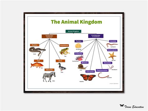 Image result for Animal Kingdom Science Connection