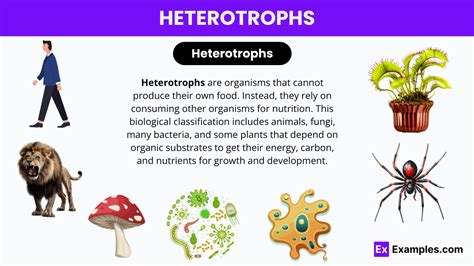 Image result for Homotrophic Examples