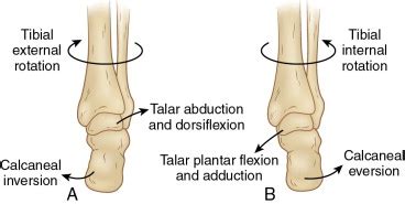 Subtalar Inversion に対する画像結果