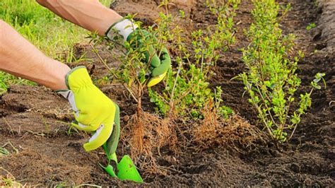 Image result for Hedge Trees Planting Guide