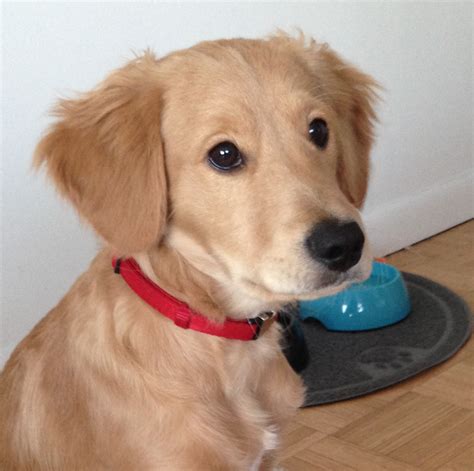 Image result for How to Make Your Own Java ACC