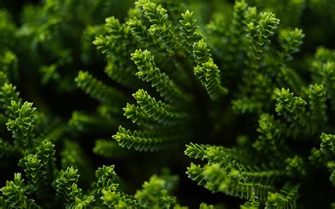 Image result for Nature Wallpaper Plants