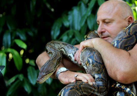 Image result for Big Man vs Reticulated Python