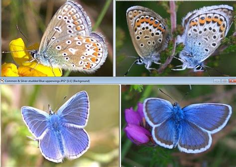 Image result for Common Programming Paradigms