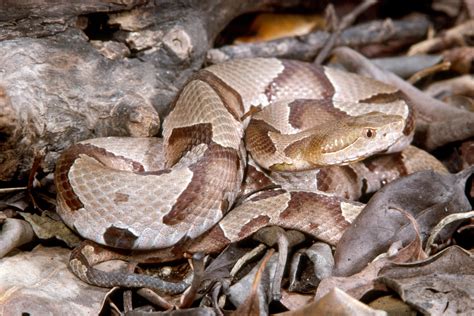 Image result for Copperhead Snake Pattern