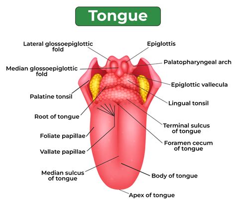 Image result for Parts of Tongue