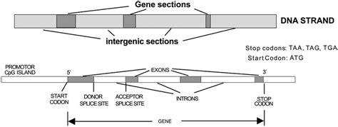 Image result for DNA Coding of Protien Tutorial