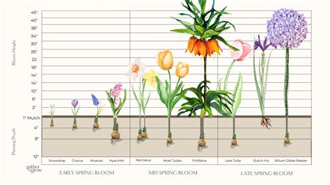 Image result for Spring Flower Planting Guide
