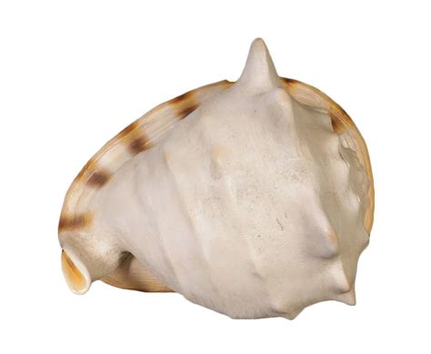 Shell Logo JPEG に対する画像結果