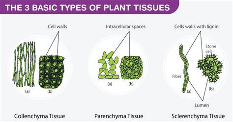 Image result for Plant Cell Tissue Types