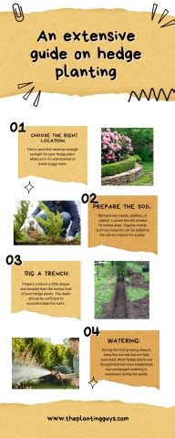 Image result for Hedge Plant Planting Guide