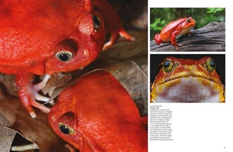 Image result for Alien Animals Book