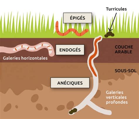 Image result for Classification Des Vers