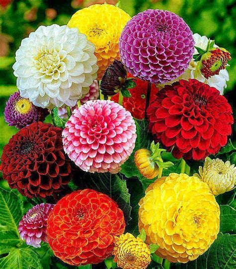 Image result for U Pattern Code in C Programming Language