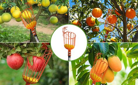 Afbeeldingsresultaten voor Orange Tree Picker