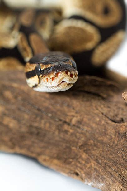 Image result for Constrict and Slit Her Python