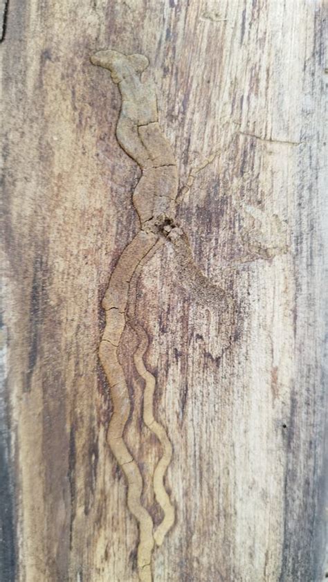 Image result for Wood Line Shape