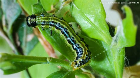 Image result for University Extension Box Tree Moth