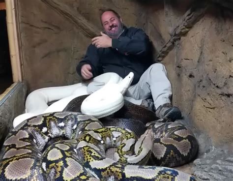 Image result for Python Snake Attack