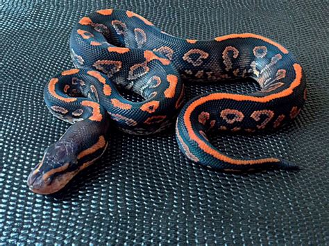 Image result for Red Blood Ball Python
