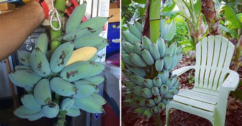 What Do Blue Java Bananas Taste Like に対する画像結果