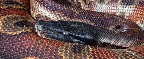 Image result for Red Blood Ball Python
