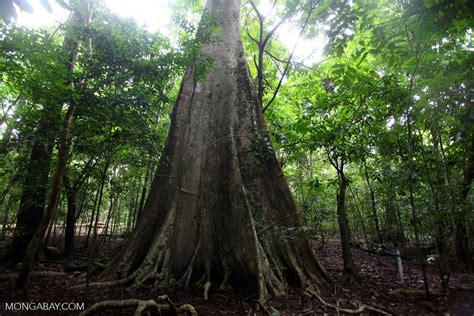 Image result for Map of Java Forests