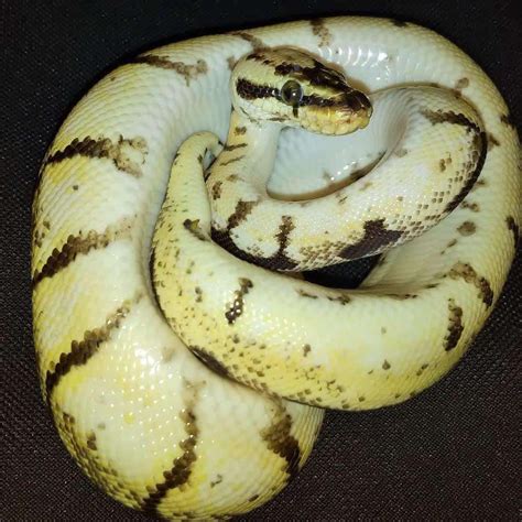 Image result for Bumblebee Ball Python