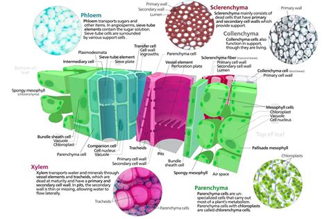 Image result for Plant Cell Tissue Types