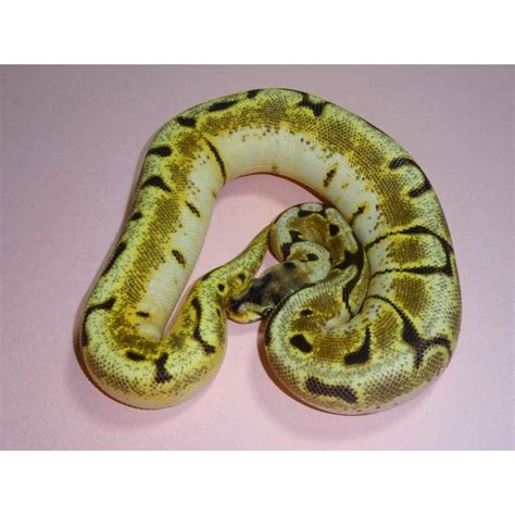 Image result for Bee Ball Python