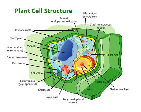 File:Plant cell structure edit.png - Wikipedia