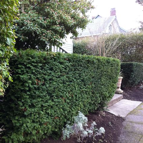 Hedge Planting Spacing Guide に対する画像結果