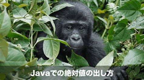Math.abs Java に対する画像結果