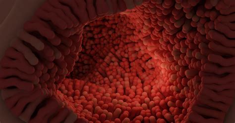 Image result for Ver Intestinal