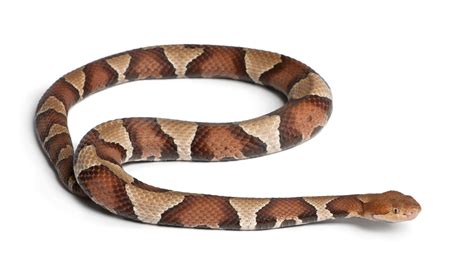 Image result for Copperhead Snake Pattern