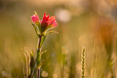 Image result for spring landscape photography