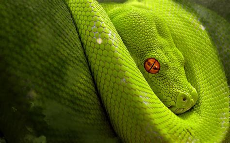 Toradh íomhá ar Python Snake Wallpaper 4K