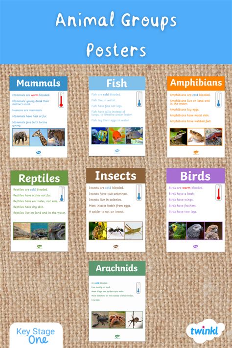 Animal Classification Poster に対する画像結果