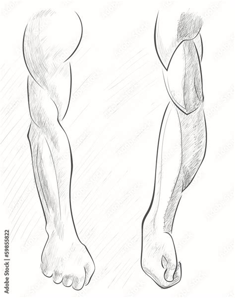 Résultat d’images pour Back Muscles Drawing Arms