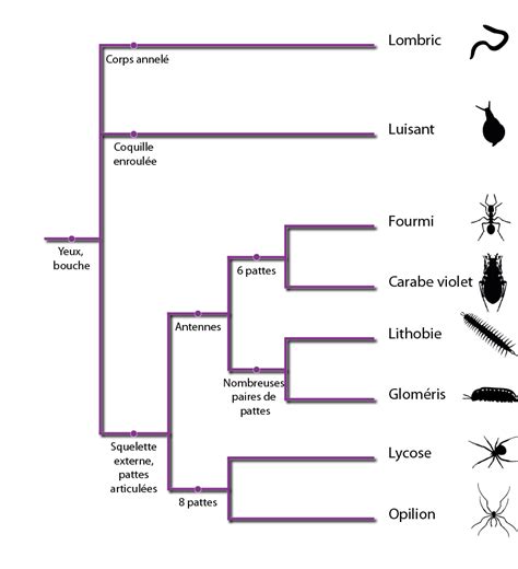 Image result for Classification Des Vers