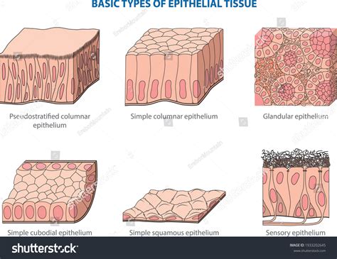 Epithelial Tissue Types に対する画像結果